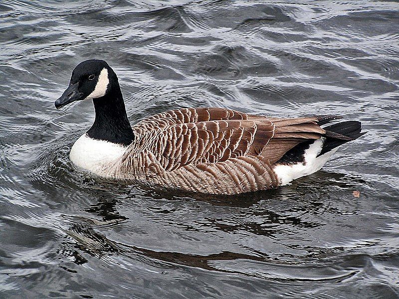 File:Canadagoose.jpg