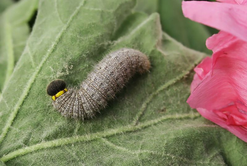 File:Carcharodus alceae larva.jpg