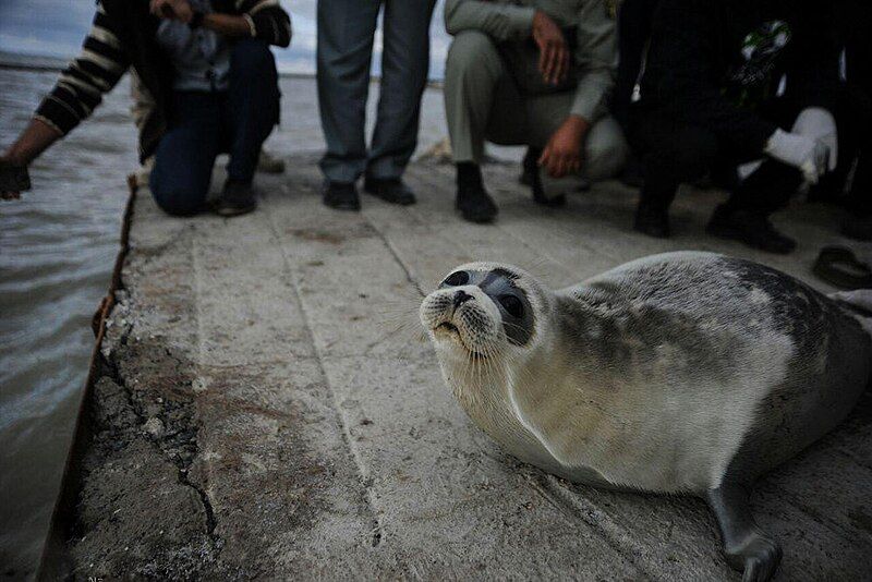 File:Caspian seal 04.jpg