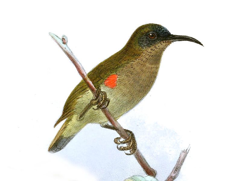 File:CinnyrisUrsulaeKeulemans.jpg