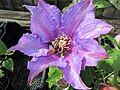 Clematis 'Richard Pennell'