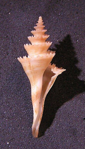 File:Cochlespira pulchella 001.jpg