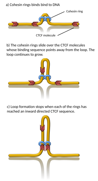 File:Cohesin-LoopExtrusion-EN.svg