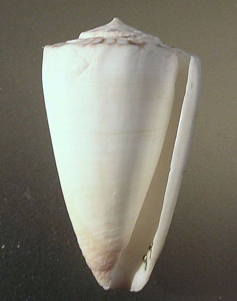 File:Conus reductaspiralis 001.jpg