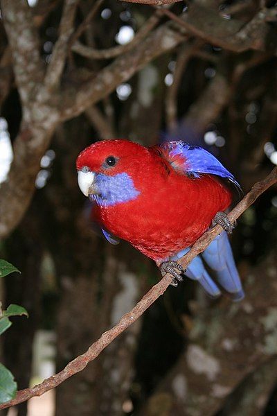 File:Crimson Rosella.jpg