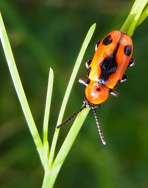 File:Crioceris quinquepunctata.JPG