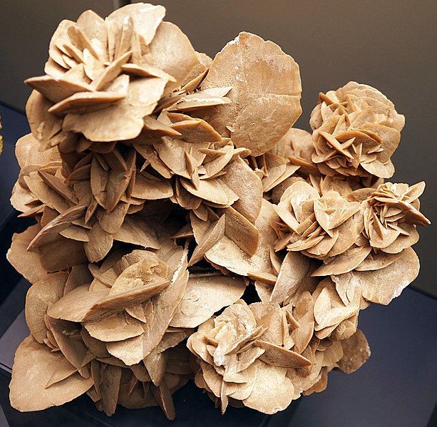 File:Desert rose 3.jpg