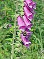 The foxglove, Digitalis purpurea, contains digoxin, a cardiac glycoside. The plant was used on heart conditions long before the glycoside was identified.[55][74]