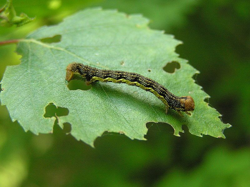 File:Erannis defoliaria larve.jpg