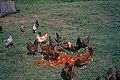 Free range chickens in upstate NY farm.