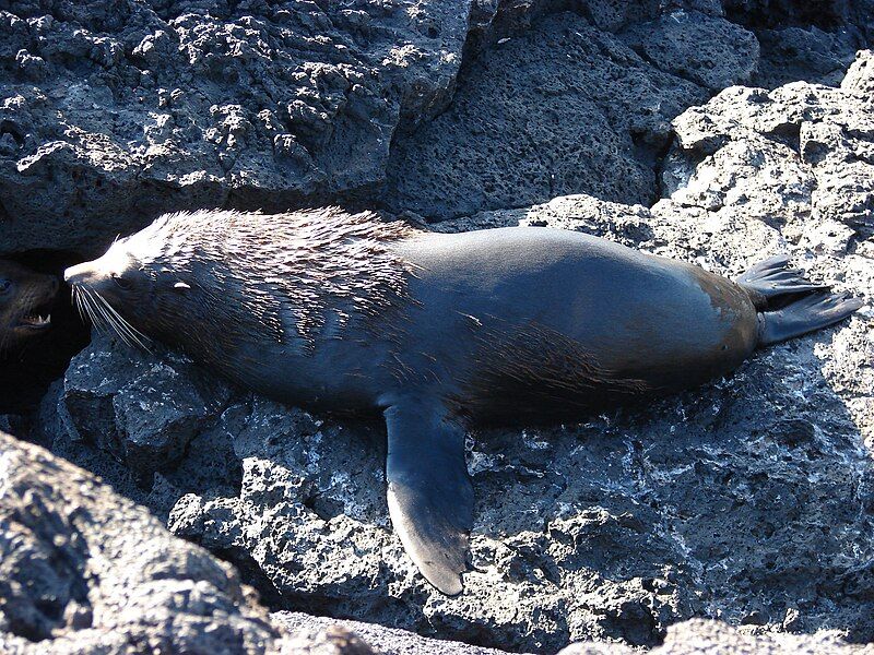 File:Galapagos Fur Seal.jpg