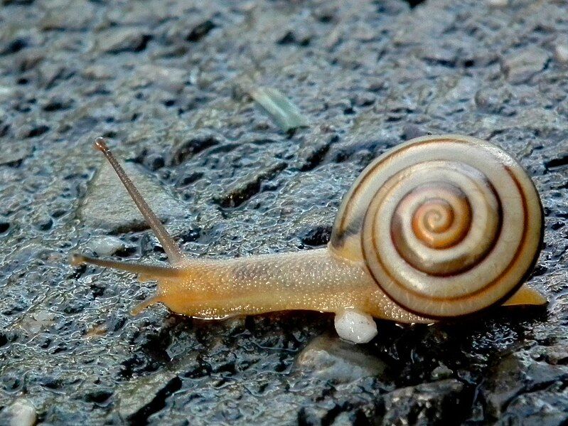 File:Gastropod from Taiwan.jpg