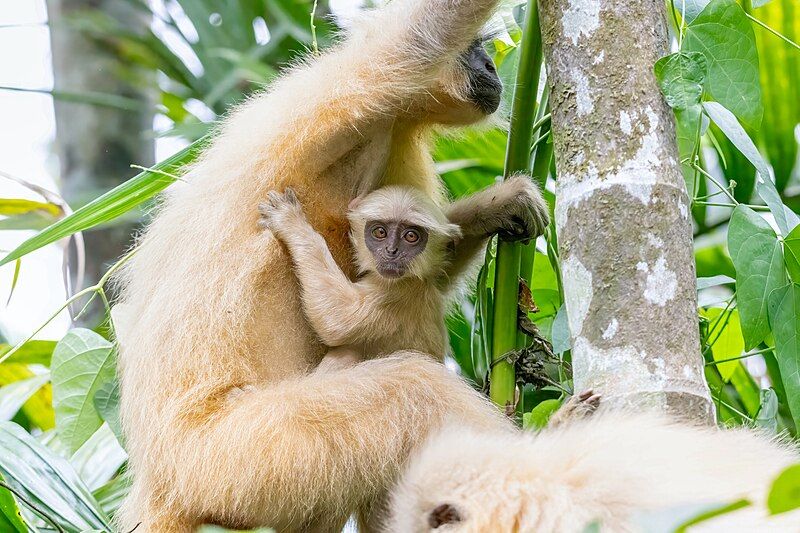 File:Gee's langur.jpg