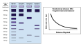 The image above shows how small DNA fragments will migrate through agarose gel farther than large DNA fragments during electrophoresis. The graph to the right shows the nonlinear relationship between the size of the DNA fragment and the distance migrated.