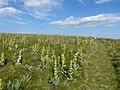 Great yellow gentian at Kastelberg.