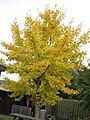 Ginkgo biloba in the fall