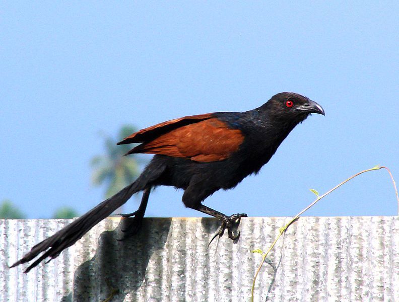 File:Greater Coucal01.jpg