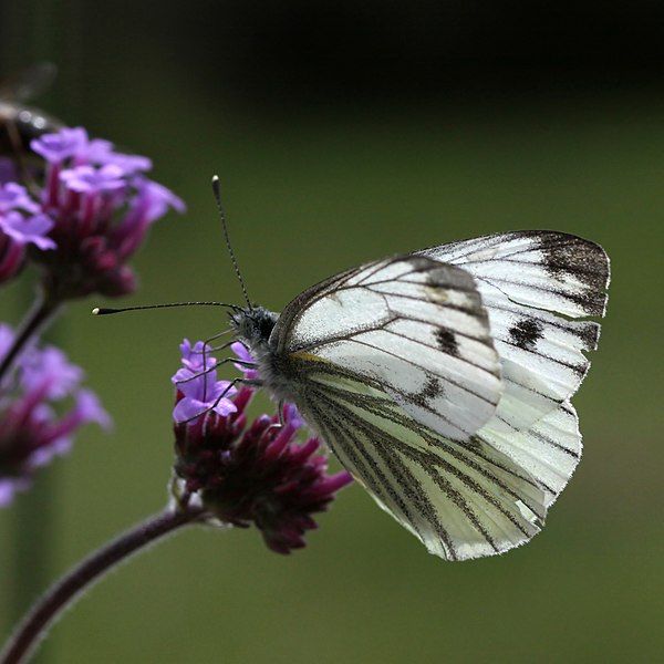 File:Green-veined-White-(7).JPG