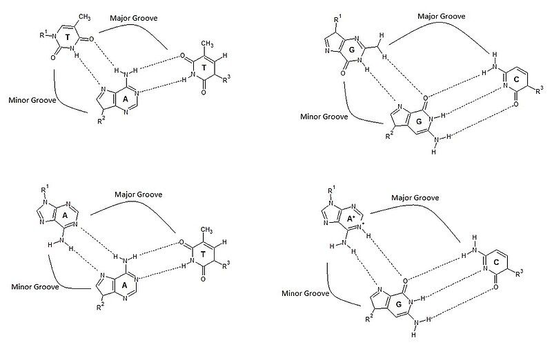 File:H-DNA Triads.jpg