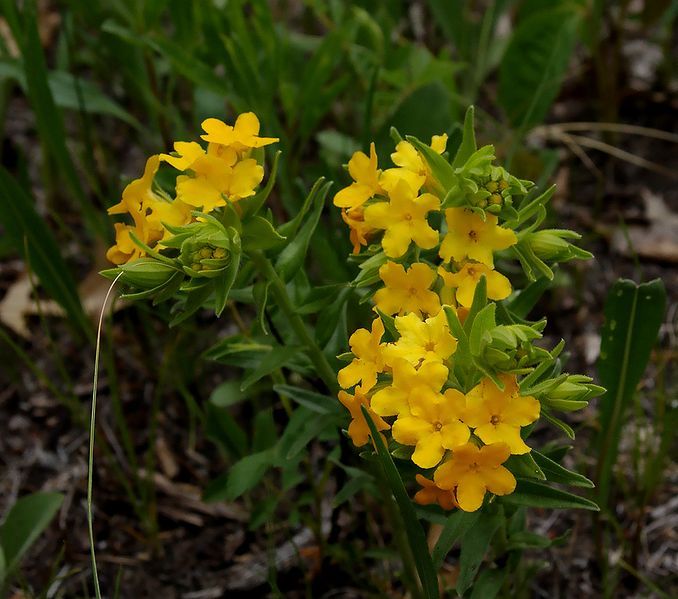 File:Hairypuccoon.jpg