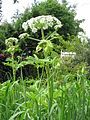 Heracleum mantegazzianum