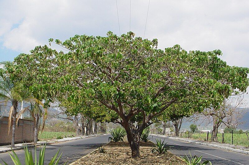 File:Hura polyandra.jpg