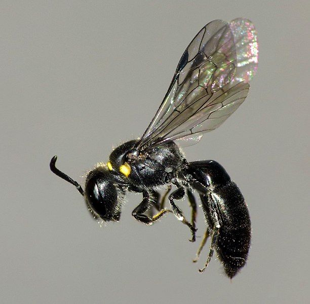 File:Hylaeus relegatus 12232805.jpg