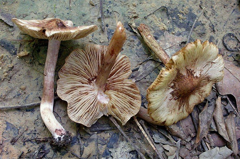 File:Inocybe jurana 350770.jpg