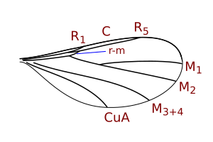 File:Lestremiini wing veins.svg