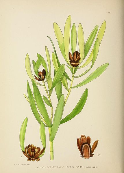 File:Leucadendron microcephalum00.jpg