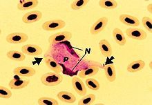 "Leucocytozoon smithi" in a stained blood smear from a turkey