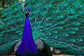 A peacock