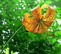 Lilium superbum in the Great Smoky Mountains National Park.