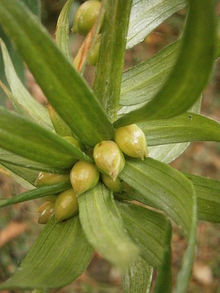 File:Lilium bulbiferum bulblets2.jpg