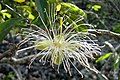 Palinguan (Capparis flexuosa)