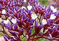 Limonium perezii