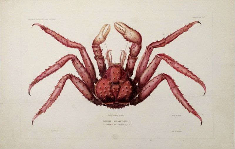 File:Lithodes santolla00.jpg