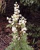 crinkle bush, Sydney bushland