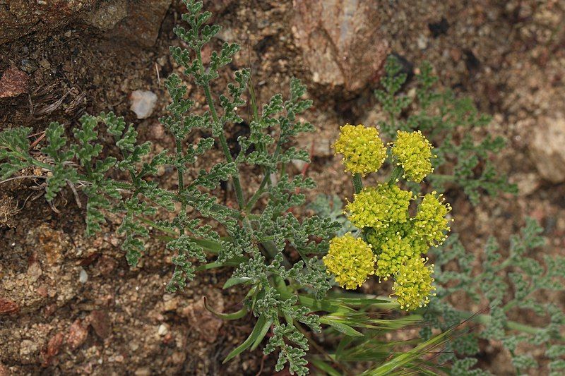 File:Lomatium mohavense 7799.JPG