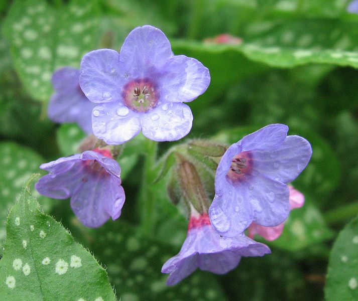 File:Lungwort.jpg