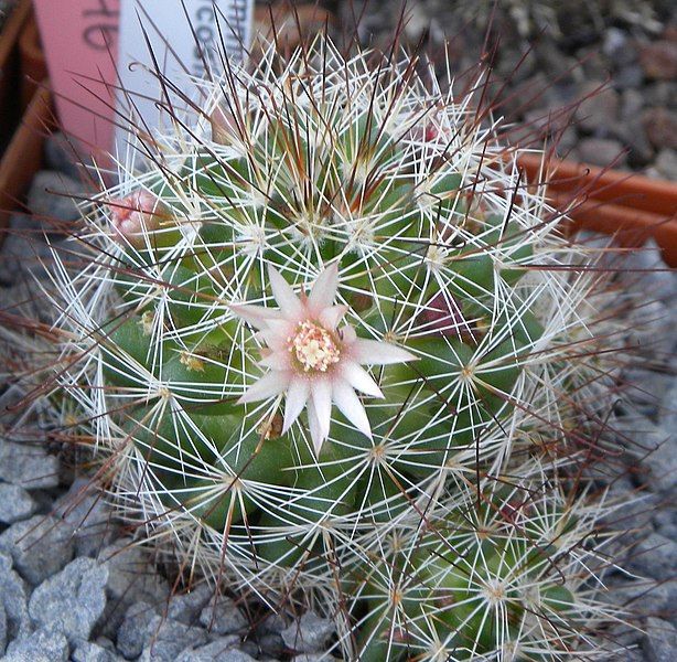 File:Mammillaria marcosii.jpg