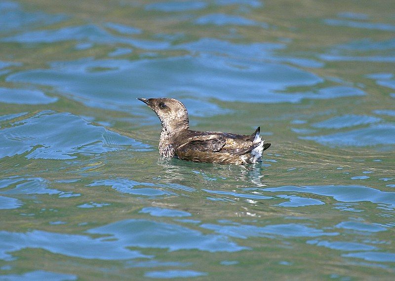 File:Marbeled Murrelet (7172187354).jpg