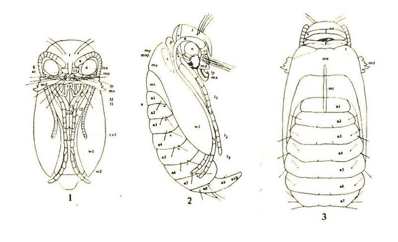 File:Micropterygid pupae.jpg