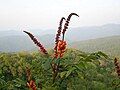 Candy Corn Plant (Wagatea spicata) in the Anshi National Park