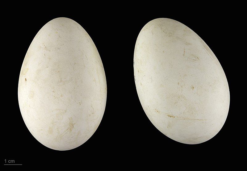 File:Mycteria ibis MHNT.ZOO.2010.11.62.4.jpg