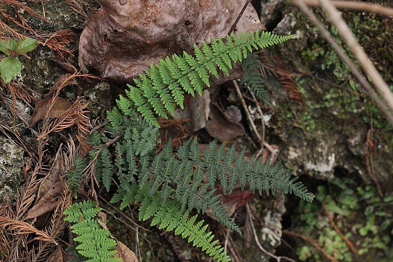 File:Myriopteris alabamensis habit.jpg