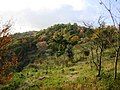 A view in the middle of Mount Nagamine (11/2008)