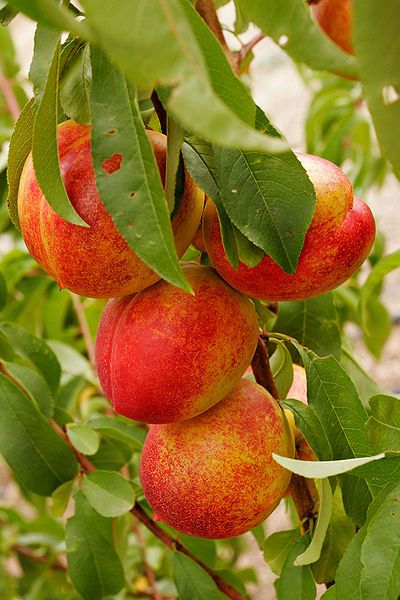 File:Nectarines summer 2006.jpg