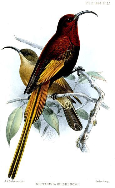 File:NectariniaReichenowiKeulemans.jpg