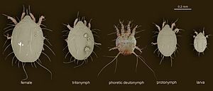 Life stages of Chaetodactylus krombeini (Astigmata); non-phoretic deutonymph and male not shown.